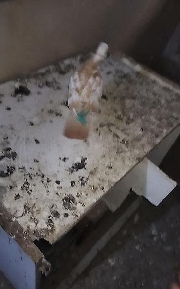 canavar balasi satilir: Buda hemçının sarı çalka mayadı hazır cavandı qusdarın ekseryetı demek — 2