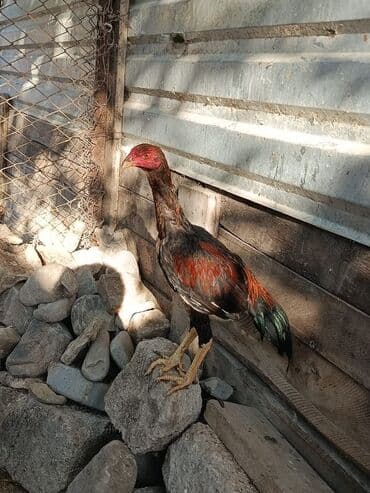 Xüsusi cins toyuq/xoruz - Uzun boylu, güclü ayaqlı, incə başlı və