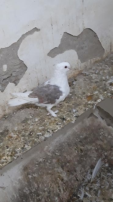 göyərçin: Iran sortudu ax baw ax quyruq cep mor.bawi kekili ayaxi lelekli — 4
