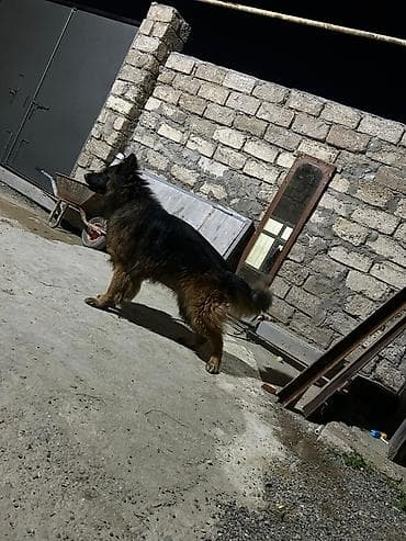 ev iti satisi: Alman çoban iti, 2 il, Erkek, Ünvandan götürmə — 1