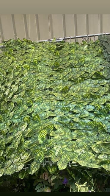 suni qazon qiyməti: 🌿 SÜNİ QAZON SATIŞI 🌿 ✨ Evinizi, bağınızı və ya terasınızı yaşıl və — 13