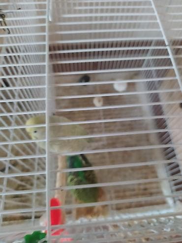 ucuz quşlar: 2 gözlü qəfəs 2 cüt papuqay.bir cütünun altında 8 yumurta var bir — 4