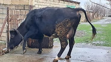 Собаки: Самка, Simental, лет: 4, 650 кг — 7