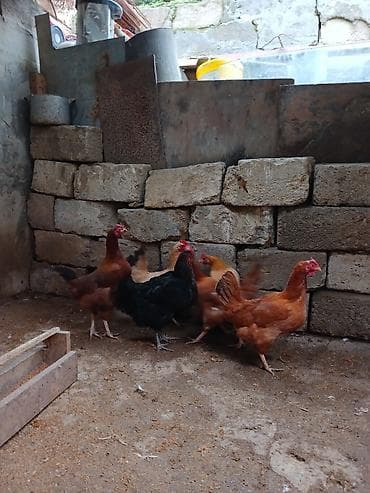 fireng yumurtasi: Toyuq, Yumurtalıq — 7