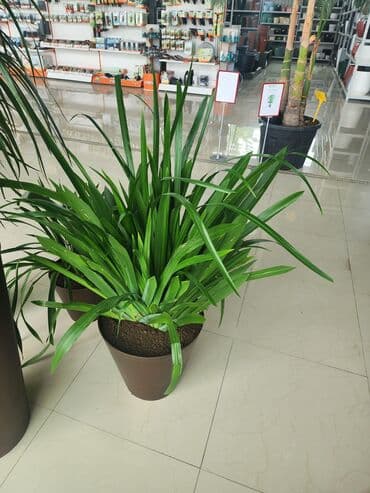 dibcek gulleri qiymeti: Bitgi və dibçəklər — 4