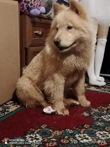 Çau-Çau, 1 il, Dişi, Peyvəndli, Pulsuz çatdırılma lalafo.az -da Çau-Çau, 1 il, Dişi, Peyvəndli, Pulsuz çatdırılma