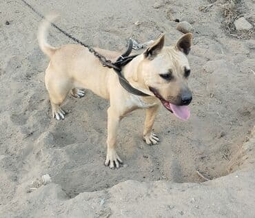 kreditle it satisi: Pitbul, Dişi, Sənədli — 3