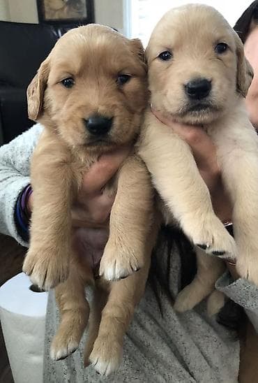 xas: Retriever — 2