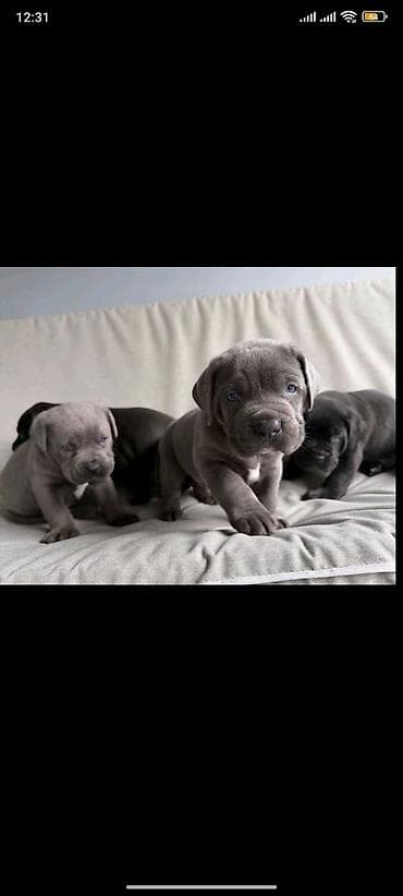 husky satilir: Kane-Korso, 2 ay, Erkek, Peyvəndli — 1