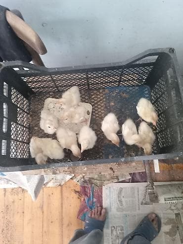 bulbul quşu: Şəkildə hinduşkanın balalarıdır. Ağ Kanada sortudur. 5 günlük-7 azn — 4