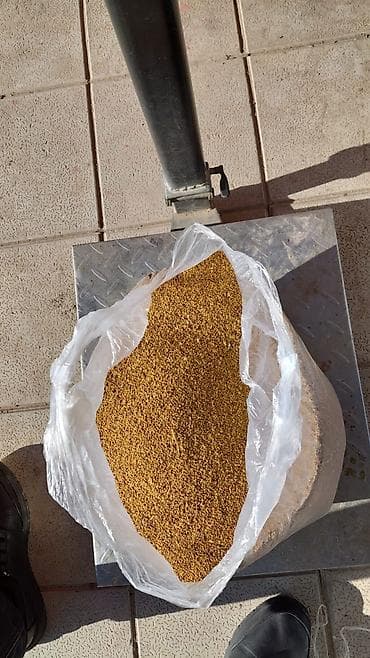 Temiz yonca toxumu 7 illik