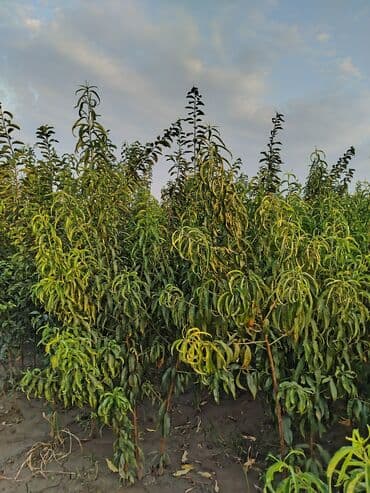 zeytun satışı: Hər növ ağac tinglerinin satışı — 14