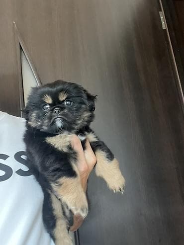 heyvanlar: Pekines, 2 ay, Dişi, Peyvəndli — 5