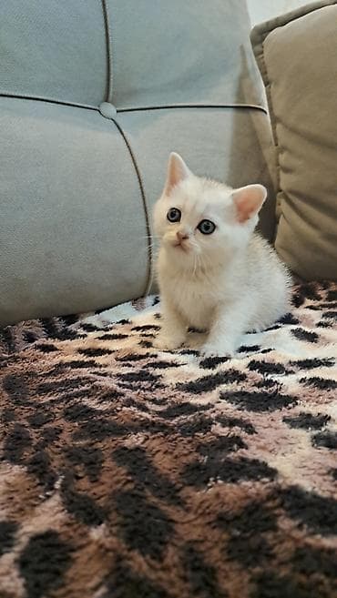 шиншилла: Шиншилла — 4