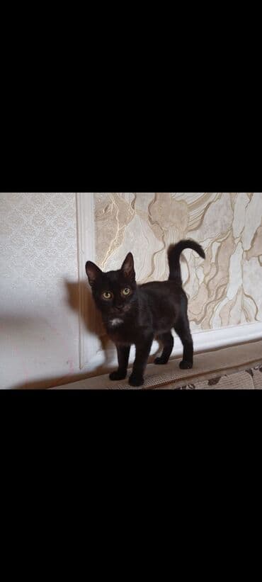 pişik şəkilləri: Yaxşı əllərə — 2