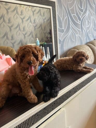 barter it: Şekilleri götürmeyin - Cins: Toy Pudel (mini) - Rəng: qara, ve — 2