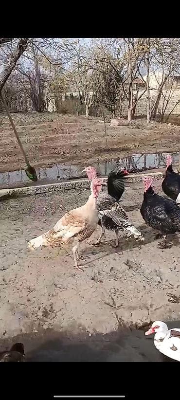 donuz əti satılır: Yerli təsərrüfatdan ev quşları satılır. hinduşqalar damazlıq və kəsim — 2