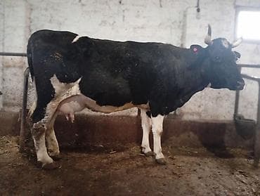 Pişiklər: Salam gördüyünüz bu iney 3 çi balanı dogmaqina 28 gün qalib 25 litir — 6