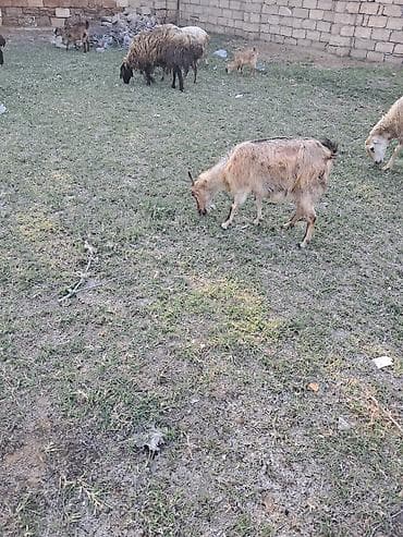 Disi keci cavandi balasida disidi