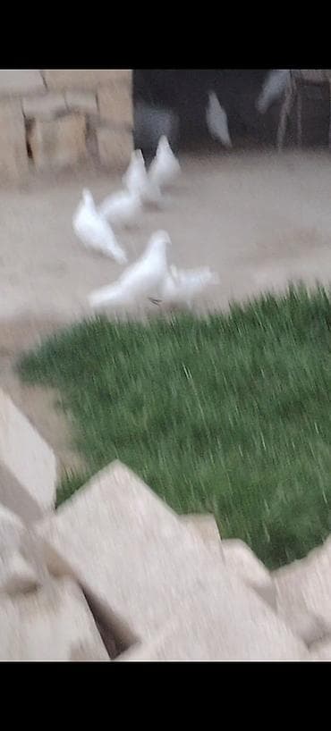 dekarativ quslar: Salam aleykum 30 dene təmiz ağlar 12 tük 1 nəsil tərgizmə kom 300 — 5