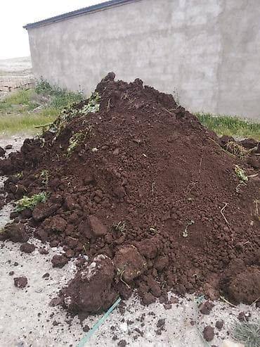 evkalipt bitkisi: Qara torpaq – bağ və landşaft üçün Məhsul: - Təbii, qida maddələrinə — 3