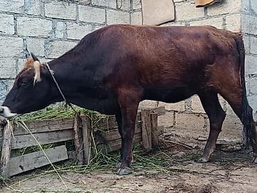 140 kiloluq kesimliy düyə - Cins: yerli qarışıq - Rəng: tünd