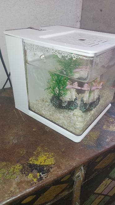 ağ siçan: Kompakt akvarium seti – dekorativ miniatür balıq evi - Rəng: ağ — 4