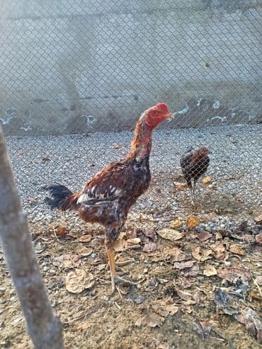 Akvarium aksessuar və ləvazimatları: - Məhsul: MAY AYININ BİRİ ÇIXAN CÜCƏDİ.ATA TƏMİZ TÜRK ANA BRAZİL — 1