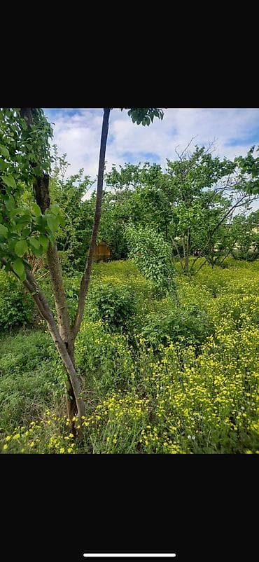 şeki: 8 sot, Tikinti, Mülkiyyətçi, Kupça (Çıxarış) — 6