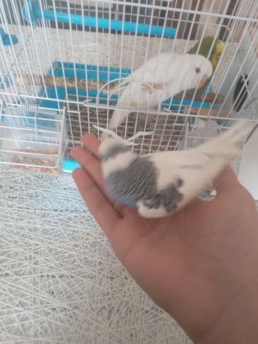 siam pişiyi qiyməti: Salam tecili satilir 50 manat yasil mavi erkeydi ele cixilar ag disidi — 1