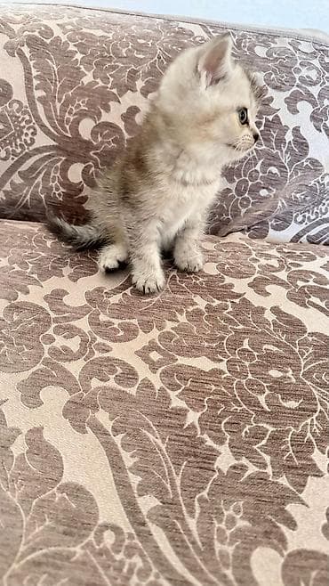 британская шиншилла: Шиншилла — 5