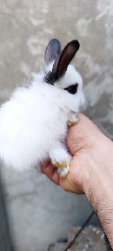 agilli yem qabi: Karlik dovşanlar Tam sağlam,Təmiz karlik sortudur🐰 Ölkəmizdə ən kiçik — 9