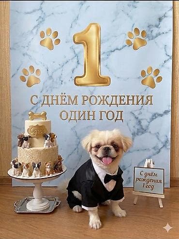 İtlər: Pekines, 1 il, Erkek, Peyvəndli — 3
