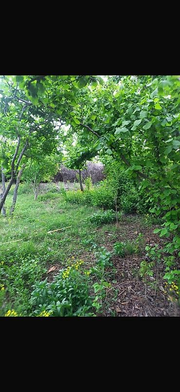 şeki: 8 sot, Tikinti, Mülkiyyətçi, Kupça (Çıxarış) — 8