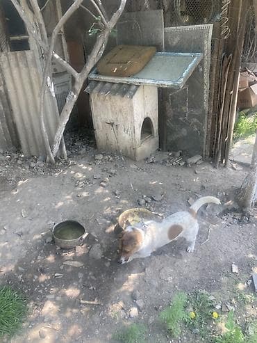 wortex su filteri: Kiçik ölçülü it evi – it üçün taxta budka - Material: qalın taxta — 4