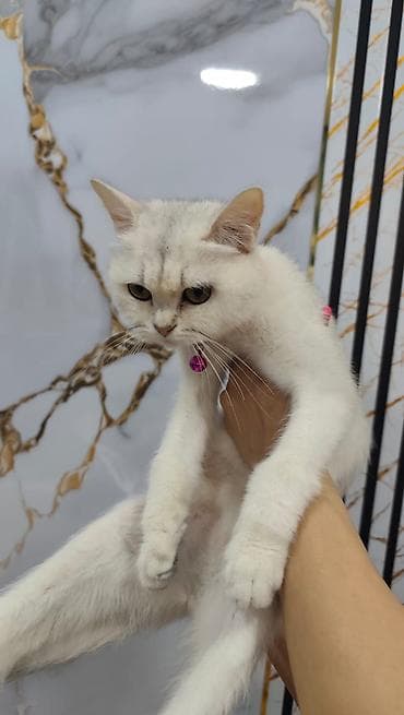 шиншилла кошка цена: Шиншилла, Самка, В добрые руки, Платная доставка — 2