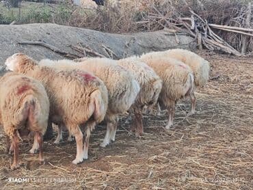 Lincoln: 🐑 Kök, sağlam qoyunlar satılır!Həm tumluq həm də kəsin u ✔️ Təmiz cins — 2