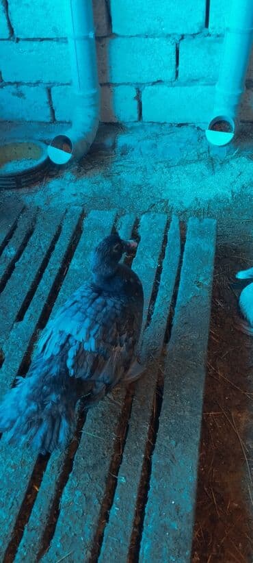 mandarinka ördəyi: 3 ay yarımlıq cins lal ördəklər (Lavanda, Krasnodar Macar Kül — 9