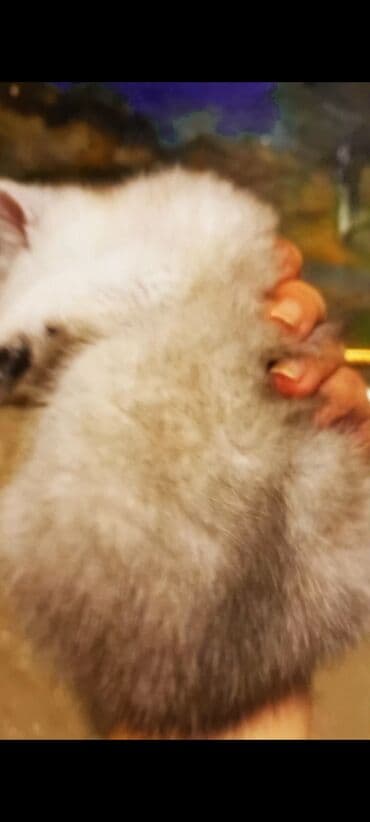 şirin pişik şəkilləri: Britan, Erkək, Dişi, Yaxşı əllərə, Ünvandan götürmə — 4