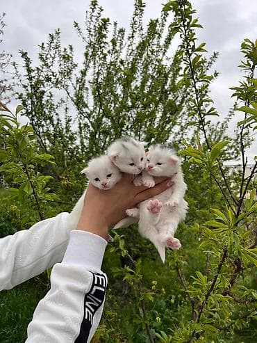 gəncə toyuq satan: Erkək, Yaxşı əllərə, Ödənişli çatdırılma — 2