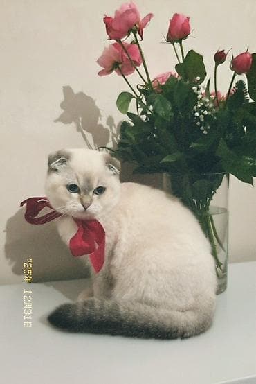 pisik: Erkək pişik cütləşdirmə üçün təqdim olunur. ✨ Məlumatlar: 	•	Cinsi — 2