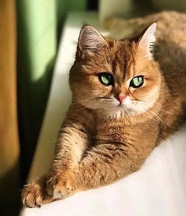 Птицы: Золотая шиншилла, Самец, Для вязки — 1