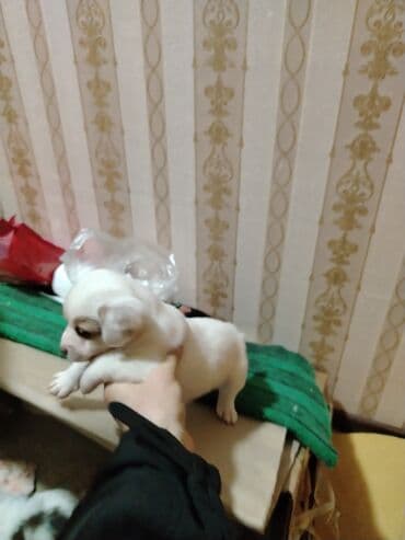 диск: Симулятор — 3