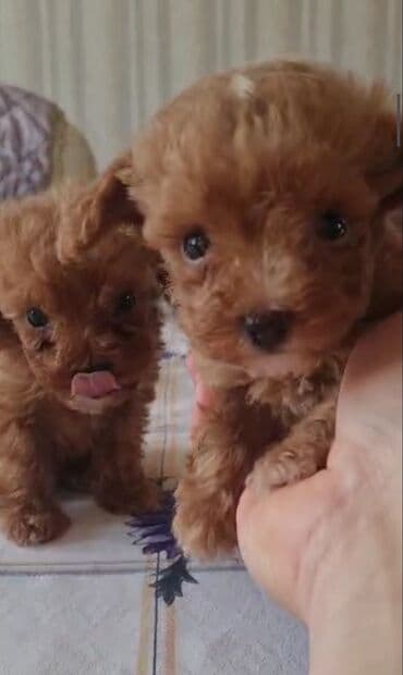 toy budel: Pudel, 3 ay, Erkek, Peyvəndli, Ünvandan götürmə — 2