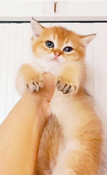 pişik üçün latok: Britan, Erkək, Yaxşı əllərə, Ünvandan götürmə — 2