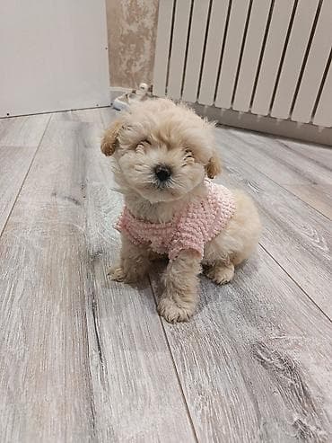 ucuz goyərcinlər: Pudel, 2 ay, Erkek, Peyvəndli — 7
