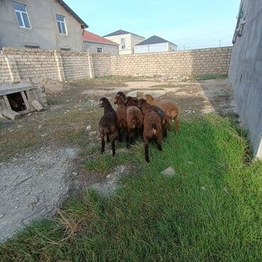 quzu şəkilləri: Salam aleyküm 7 dene emlik quzum cxdı satqa isdiyen buyursun elaqe — 3