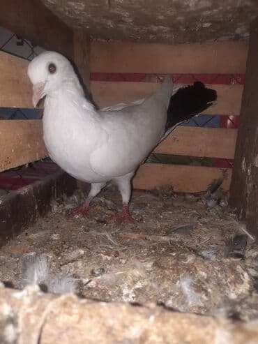 bit darağı qiyməti: Ağ-qara rəng çalarında dekorativ göyərçin cütü.
20AZN — 2