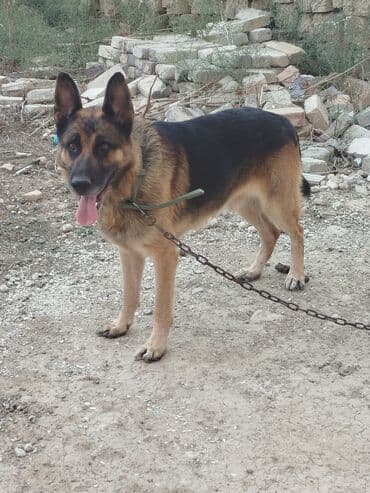 немецкие овчарки купить: Немецкая овчарка, Самец — 3