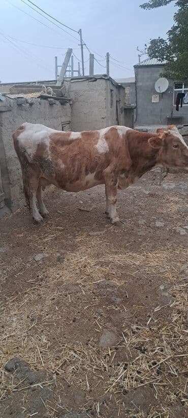 it cinsi adlari: 18 l süd verən maldı yanında da 2 aylığ erkəy balası yaxşı yem versən — 3
